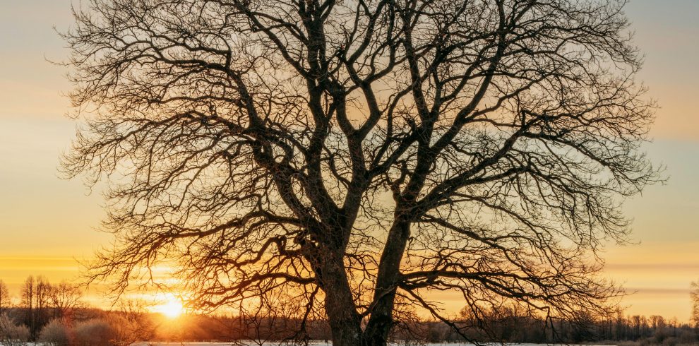 pexels raulling 29614984 990x490