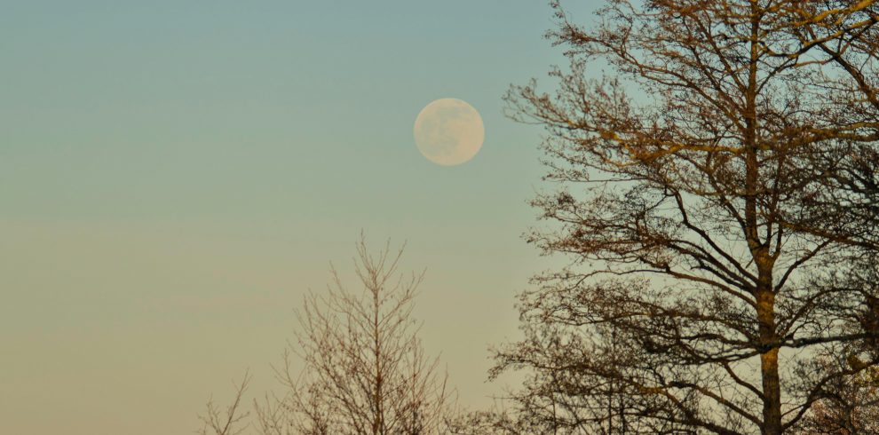 pexels raulling 30924265 1 990x490